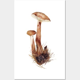 Armillaria mellea Posters and Art